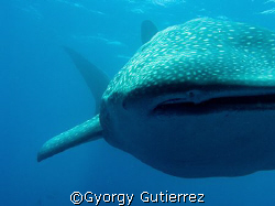 Whale Shark
Darwin - Galapagos by Gyorgy Gutierrez 